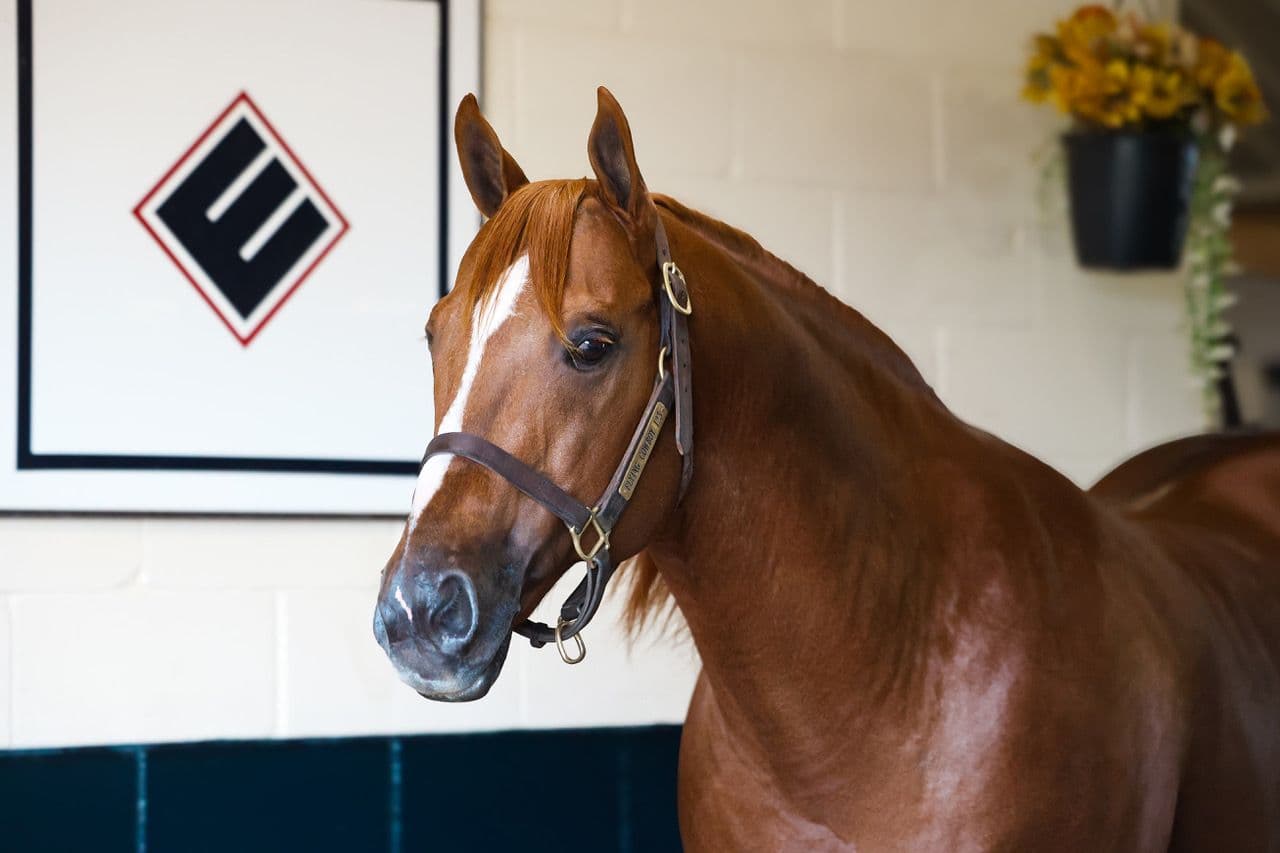 Leading Sire Flying Cowboy 123 to Stand at Lazy E Ranch for 2027 Breeding Season