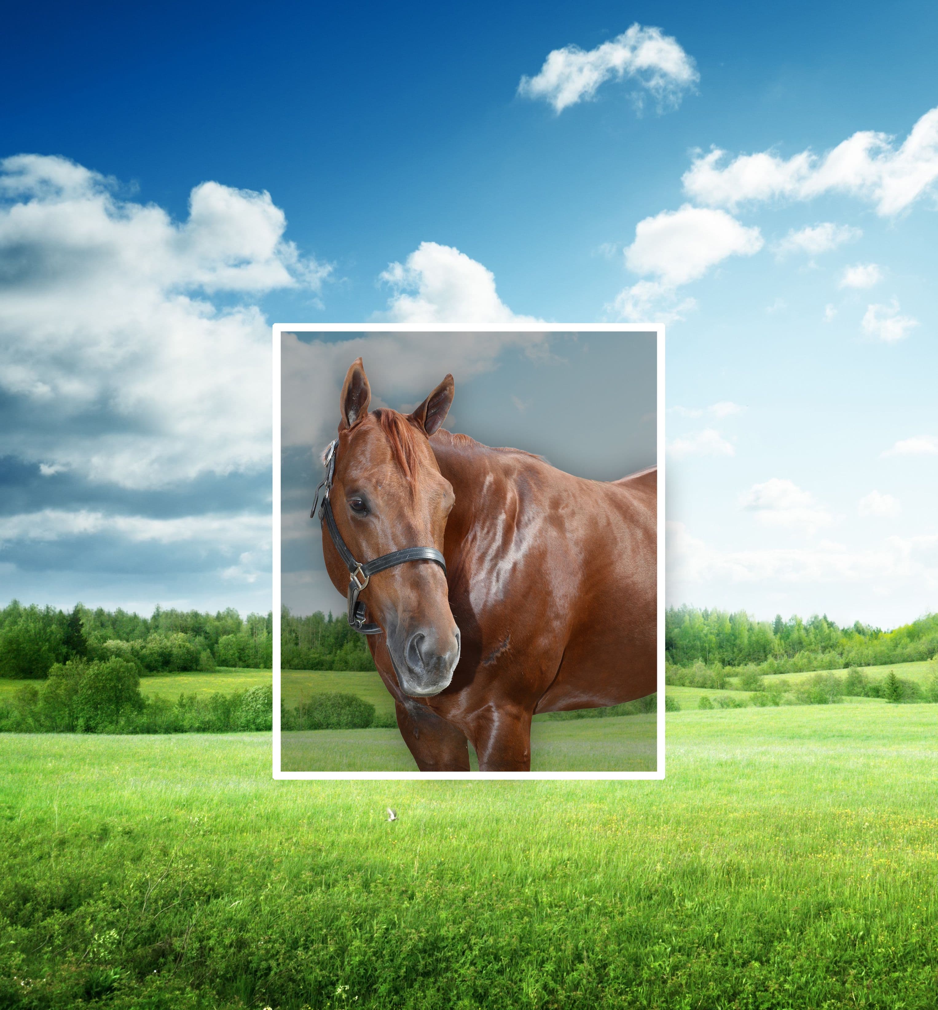 The Sundanz Kid To Begin Stud Career At Woods Farm In Wyoming