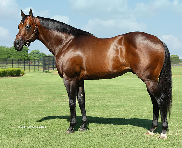 Aqha Free Pedigree Search HOT Aqha Free Pedigree Search HOT