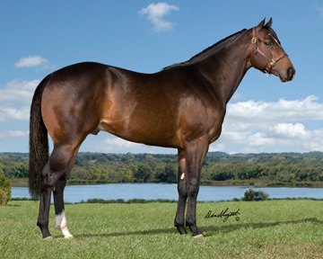 Royal+Quick+Dash+Stallion Royal Quick Dash Stallion http://www.stallionesearch.com/show_stallion ...
