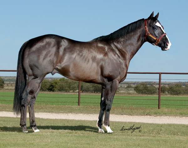 Stallionesearch.com - The Finding Nemo 2. Stallionesearch.com - The