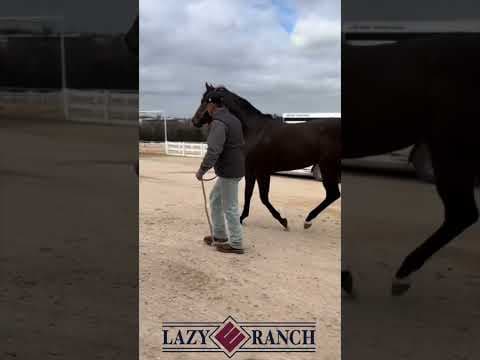 Stallion photographed from a specific angle