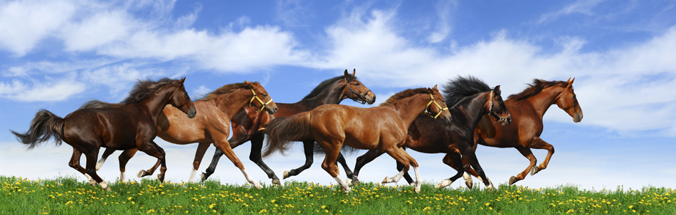 Broodmares running