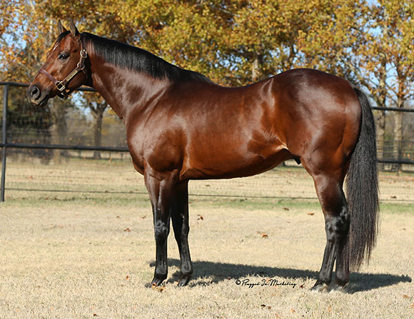 - The First Stop in Stallion Research for Breeders of  Racing Quarter Horses