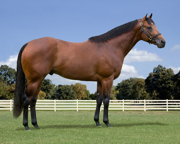 Stallionesearch Com The First Stop In Stallion Research For Breeders Of Racing Quarter Horses Stallionesearch Com The First Stop In Stallion Research For Breeders Of Racing Quarter Horses