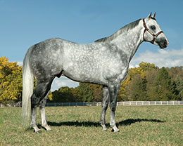 StallionESearch.com - The First Stop in Stallion Research
