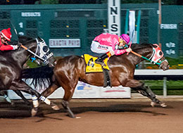 Stallionesearchcom The First Stop In Stallion Research