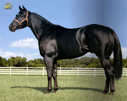 State Farm Perks >> StallionESearch.com - The First Stop in Stallion Research for Breeders of Racing Quarter Horses State Farm Perks >> StallionESearch.com - The First Stop in Stallion Research for Breeders of Racing Quarter Horses