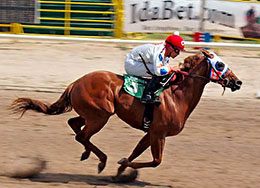 StallionESearch.com - The First Stop in Stallion Research for Breeders