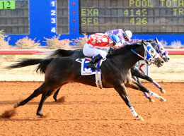 StallionESearch.com - The First Stop in Stallion Research for Breeders of Racing Quarter Horses